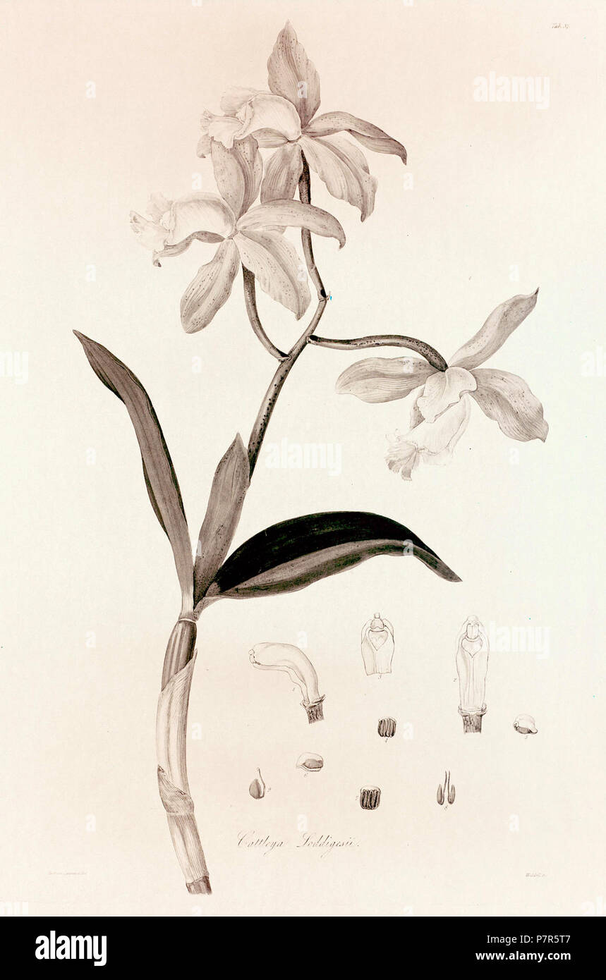 37 Cattleya loddigesii - John Lindley - Collectanea botanica (1821). Stock Photo