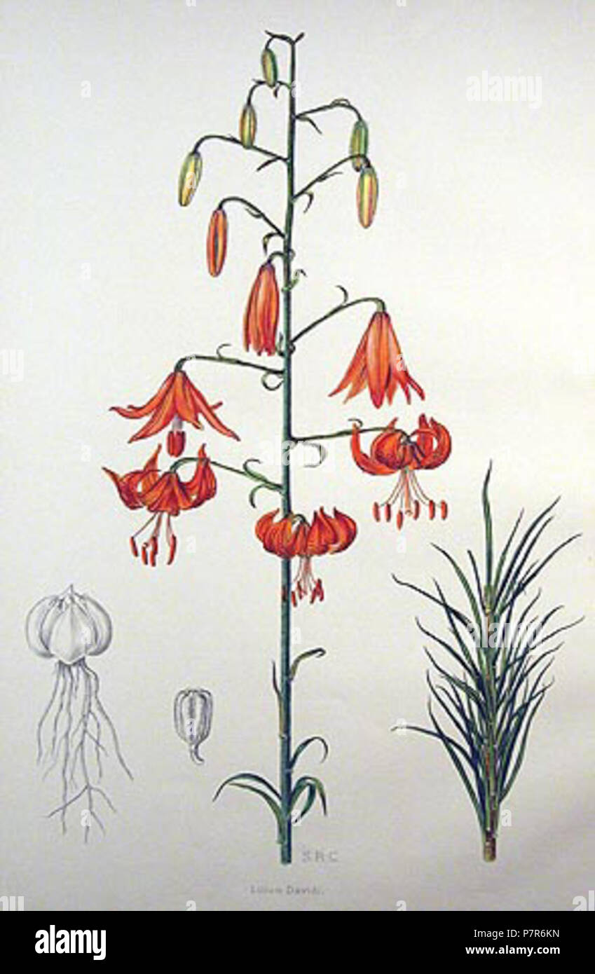 Lilium davidii handcolorierte Lithographie von Henry John Elwes (1846-1922) aus dem Jahre 1877 . 247 Lilium davidii (Litho) Stock Photo