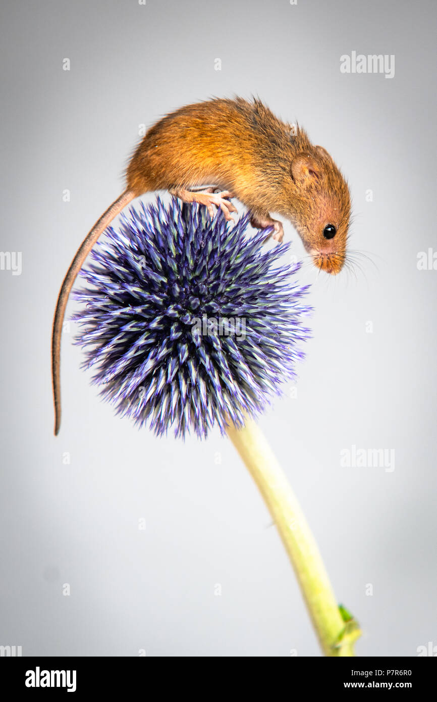 Field mice High Resolution Stock Photography and Images Alamy