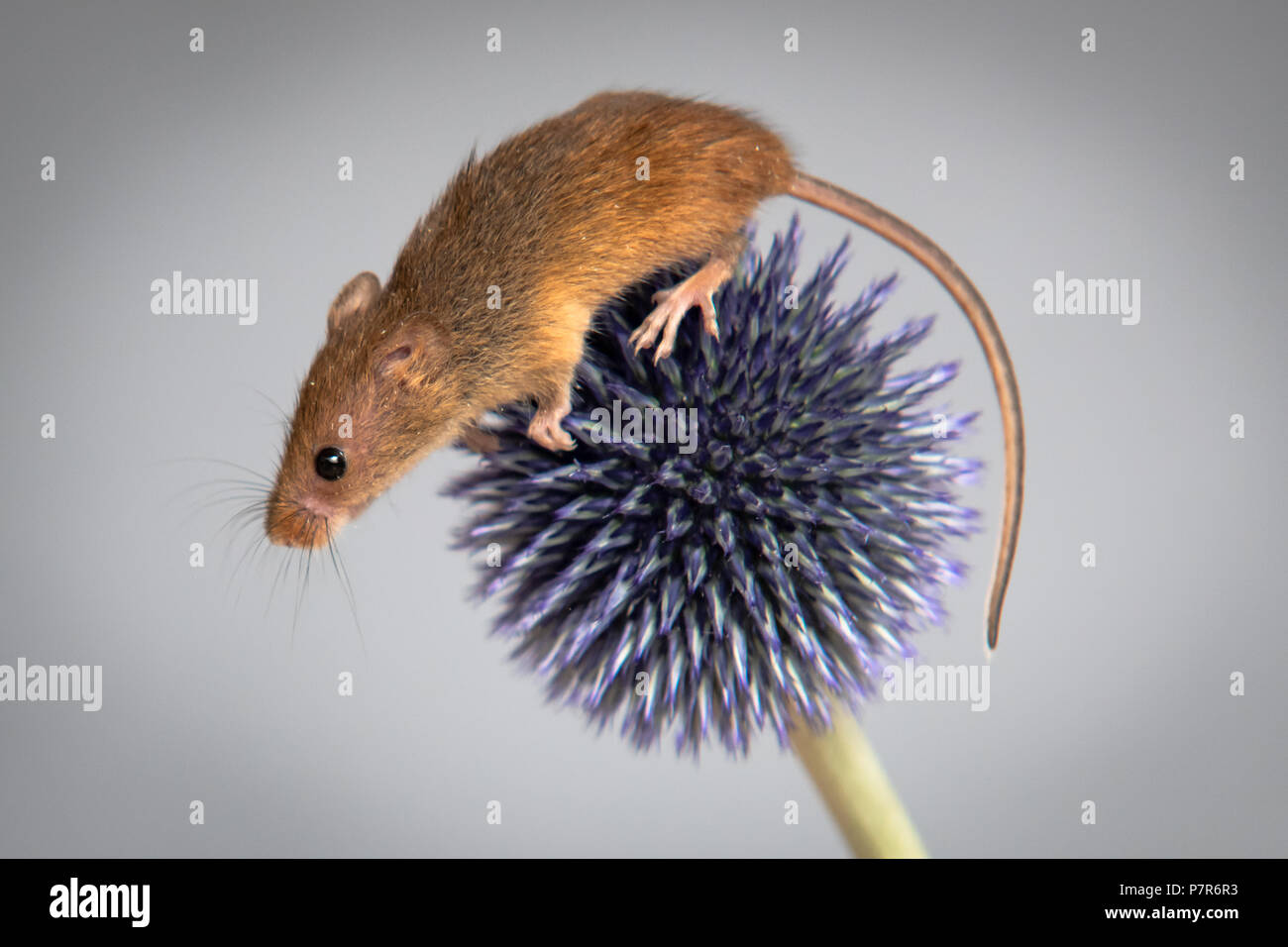 Field mice hires stock photography and images Alamy