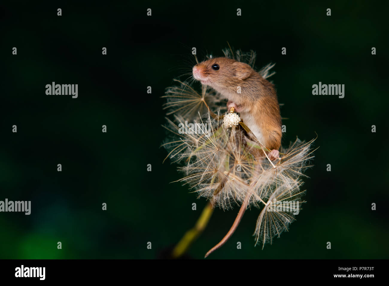 Field mice hires stock photography and images Alamy