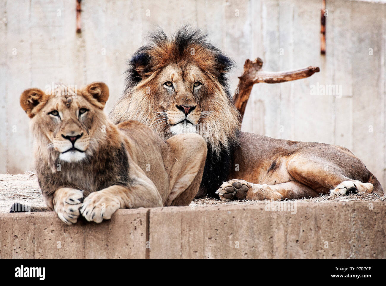 Lions at the National Zoo in Washington DC. Stock Photo