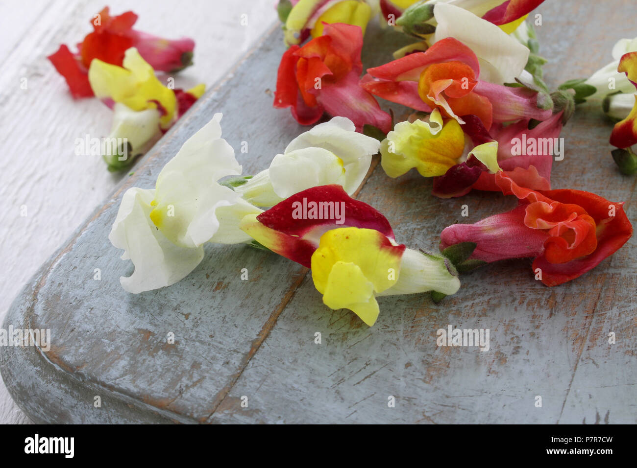 edible snapdraggon flowers Stock Photo