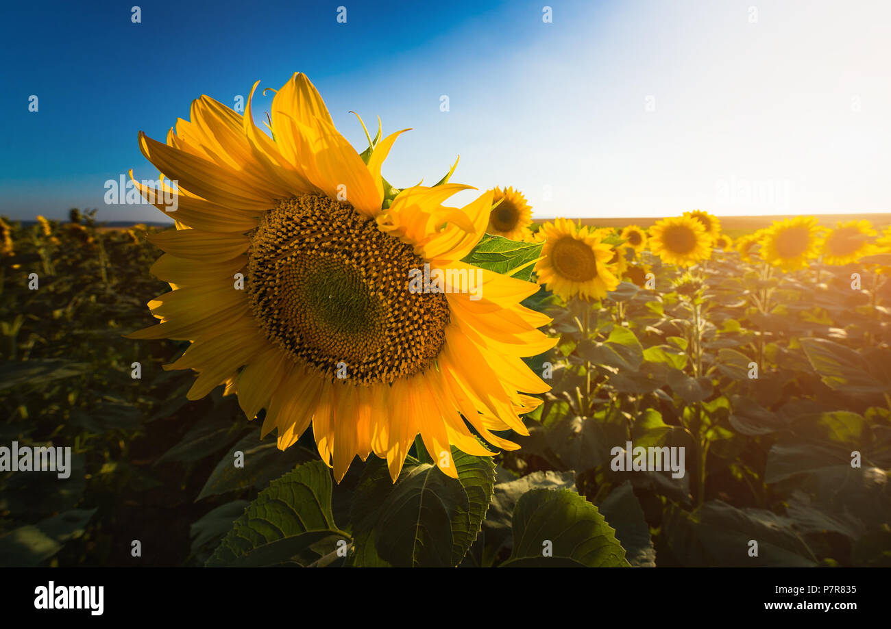 Warm sunny summer day hi-res stock photography and images - Alamy