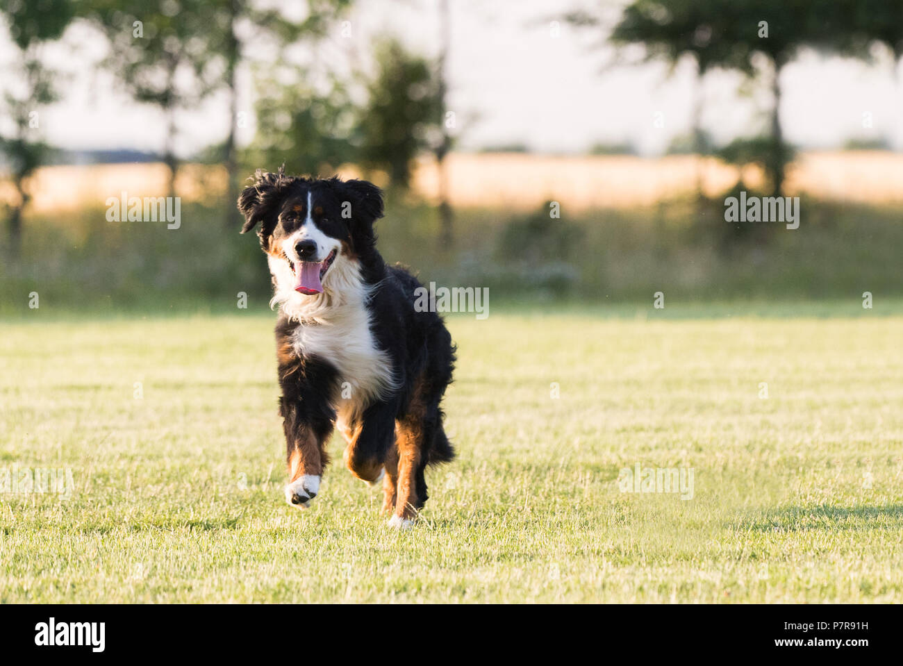 Pretty Bernese Mountain dog running on lawn Stock Photo Alamy