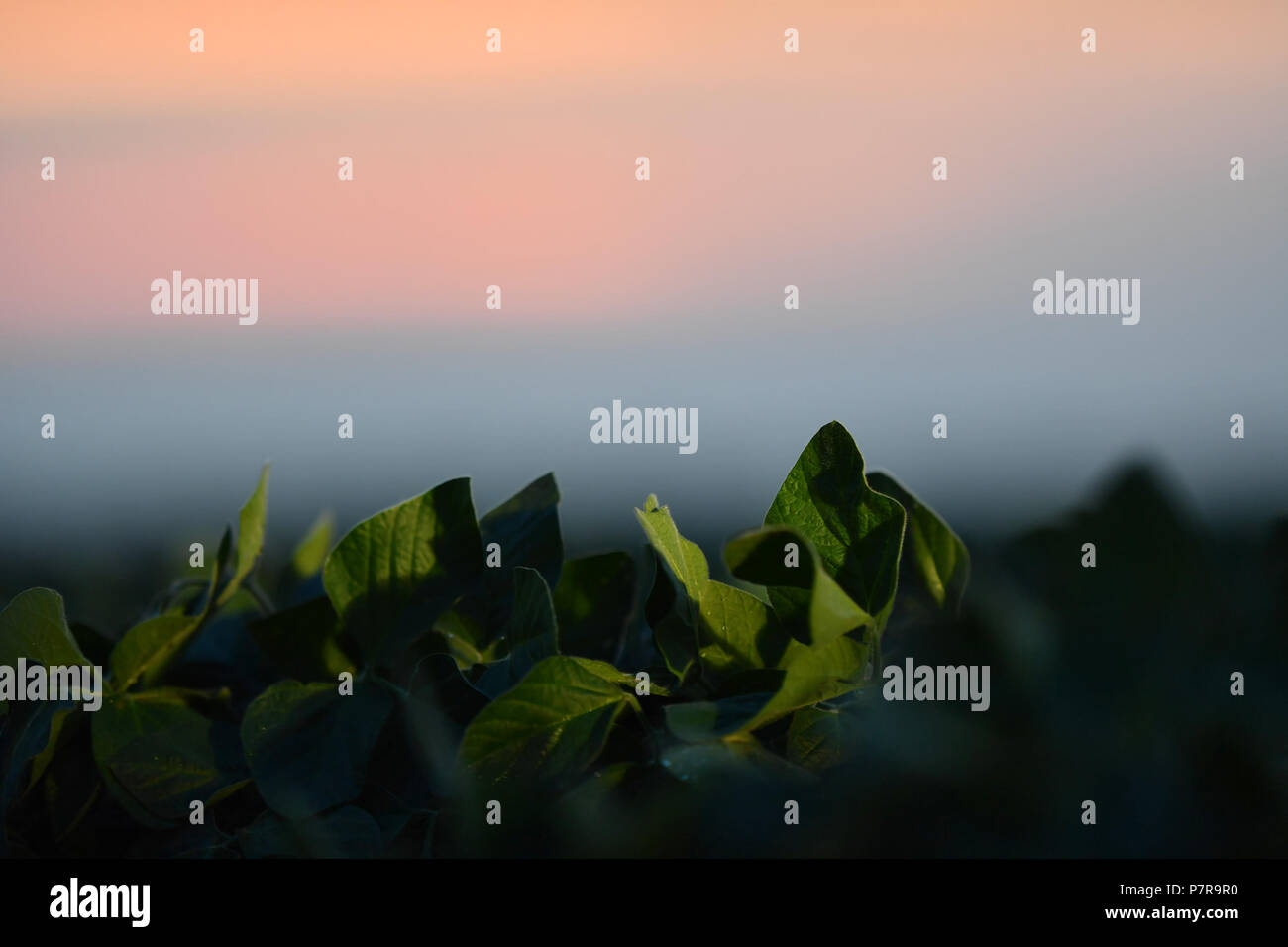 Soybean Field Rows in sunset Stock Photo - Alamy