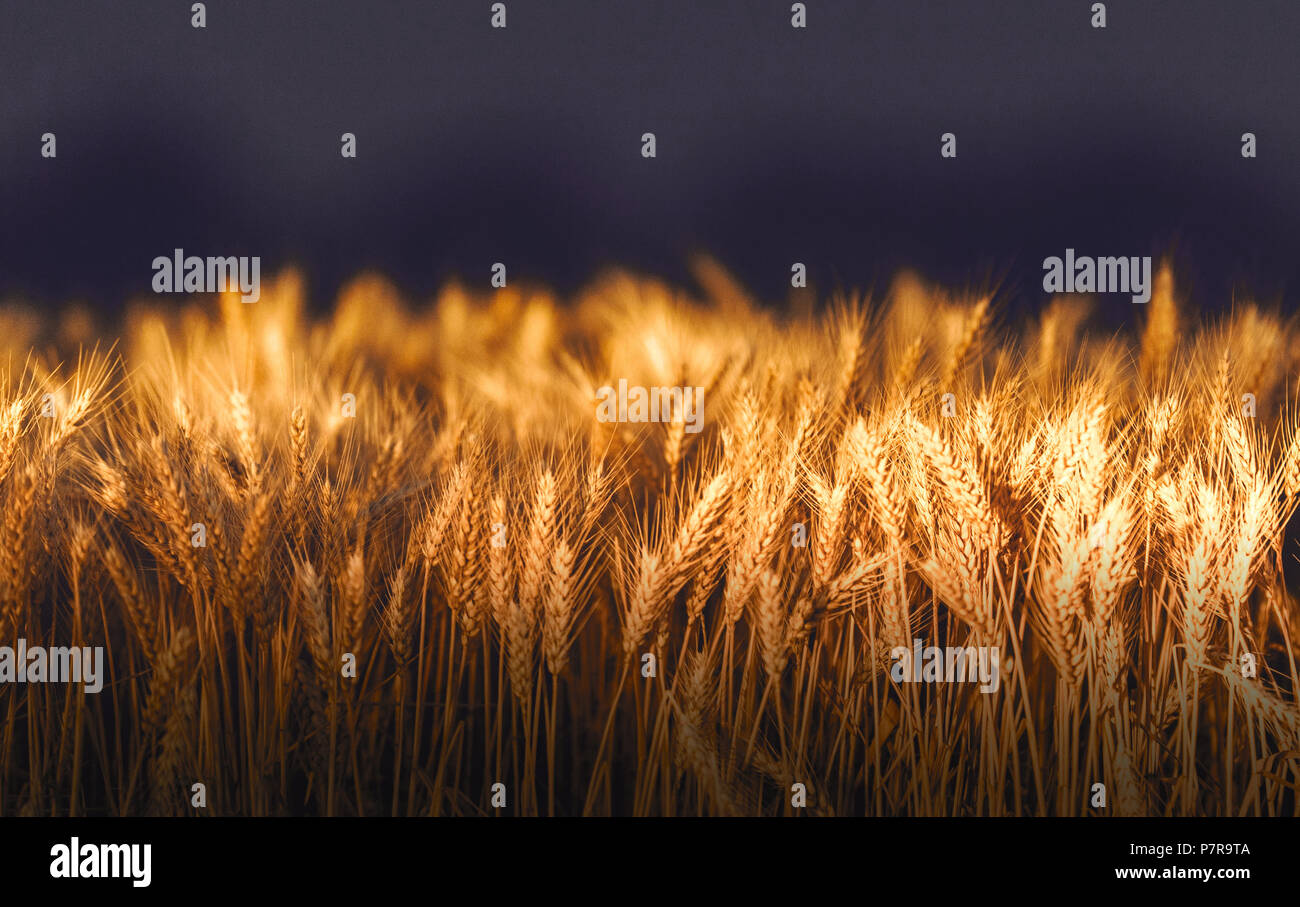 Wheat field in sunset hi-res stock photography and images - Alamy