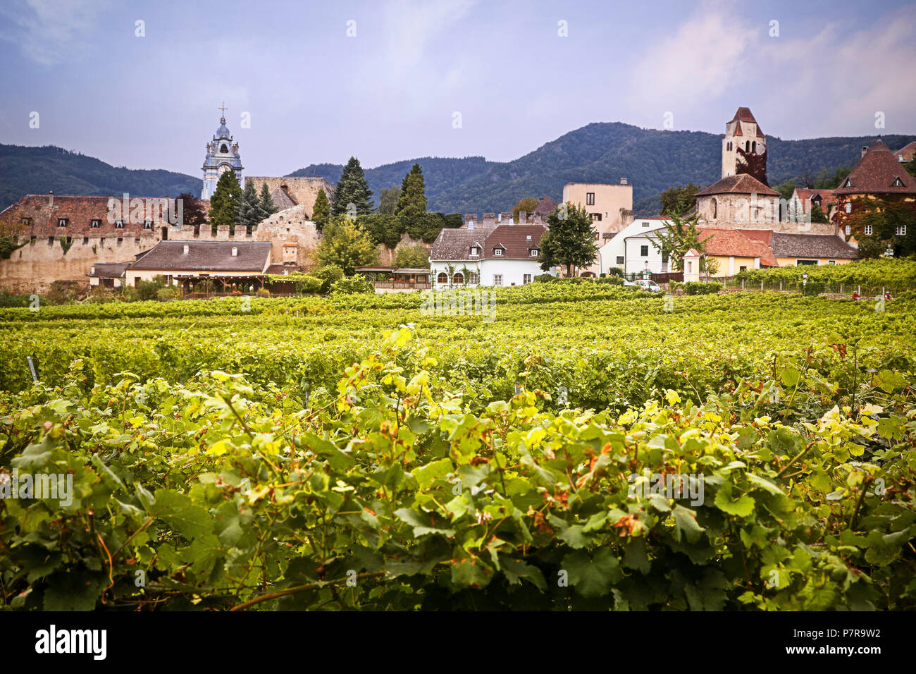 The wine producing area at Durnstein, Austria. Stock Photo