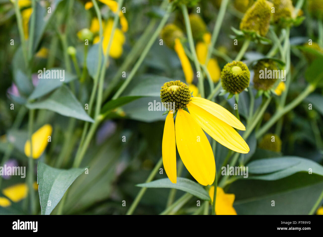 yellow flowers in garden hanging down end of summer close up side view with  green leaves Stock Photo - Alamy, image size:1300x956