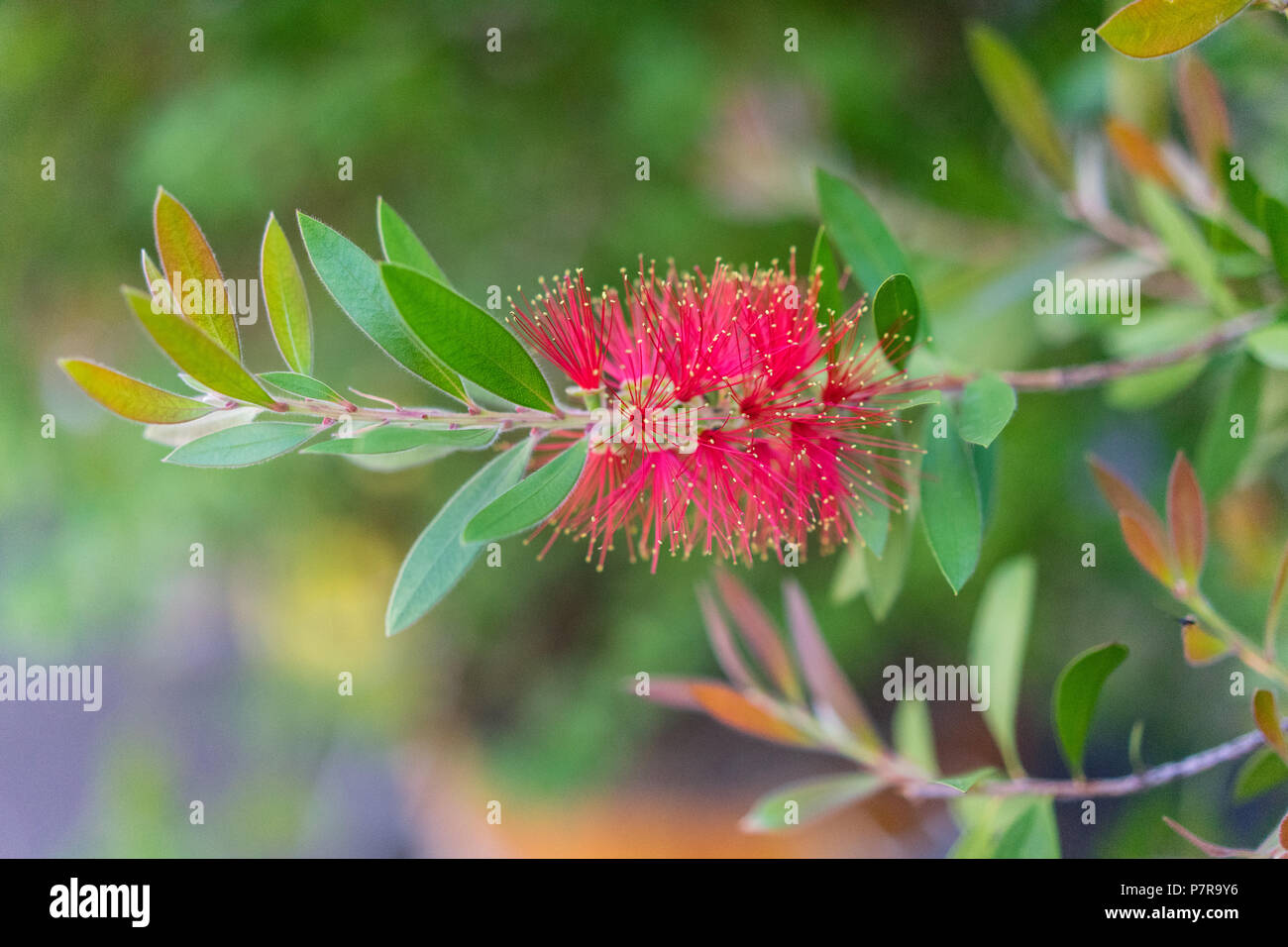 callistemon citrinus plant with green and red leaves citrius Stock Photo