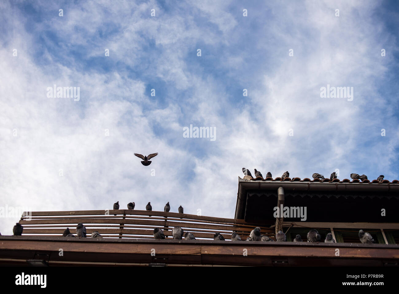 Pigeons on a building in a square with Sebilj fountain, Sarajevo Old Town, Bosnia and Herzegovina Stock Photo