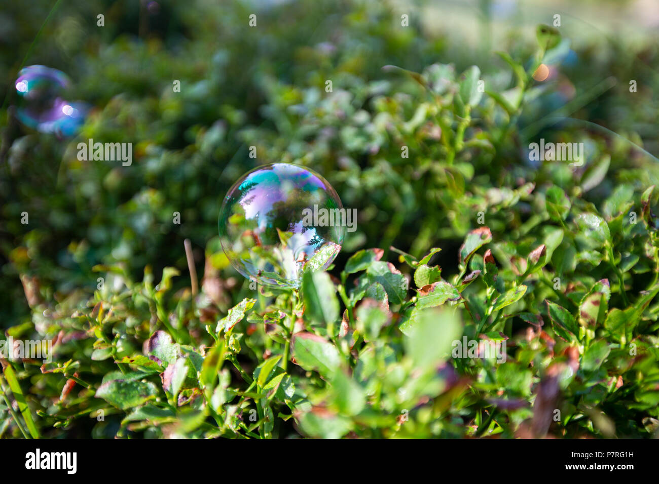Bubbles caught on the branches of green bush. Stock Photo