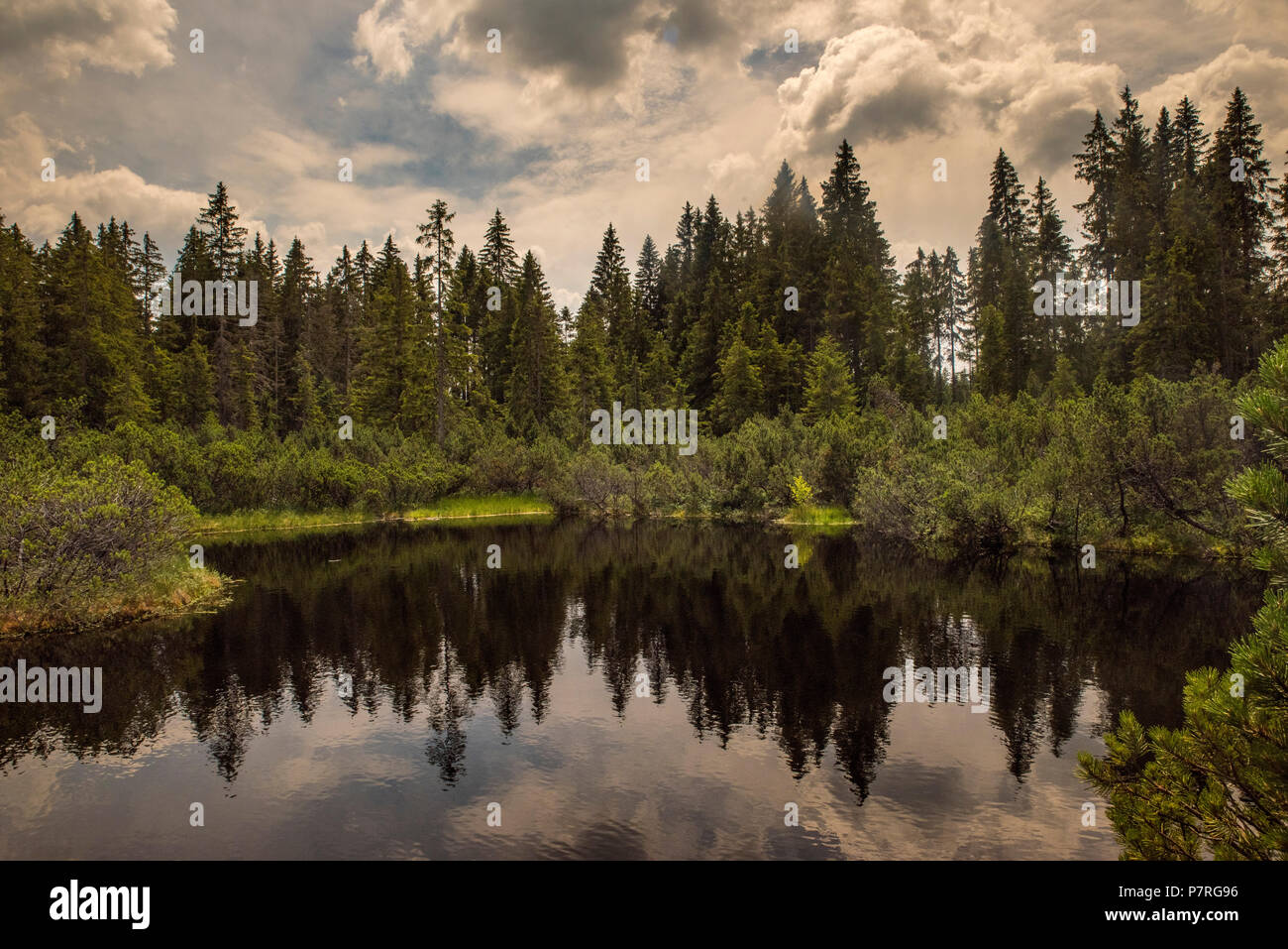 swamp and lake witk sky in Sumava Stock Photo