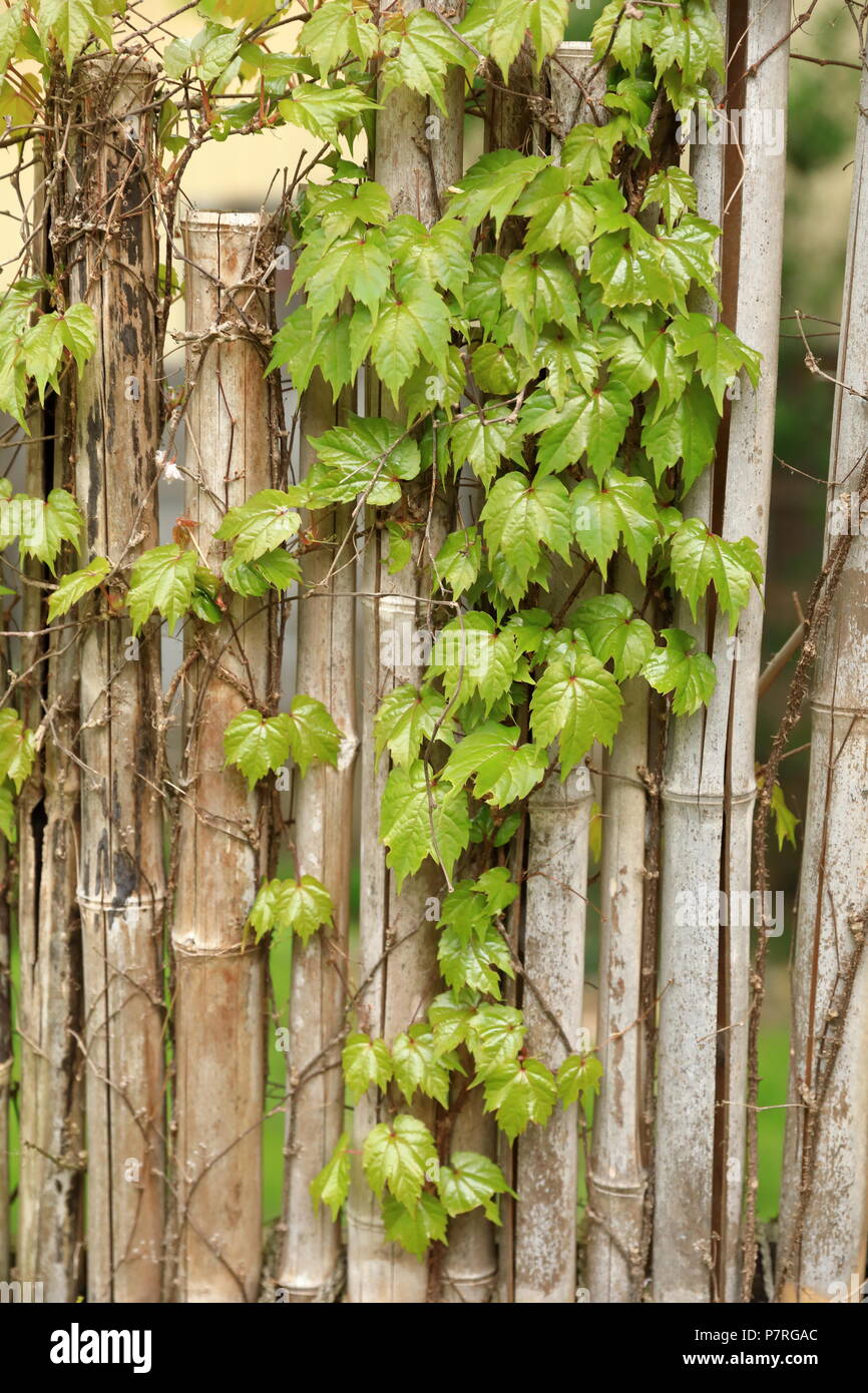 Green ivy on the old bamboo fence Stock Photo - Alamy