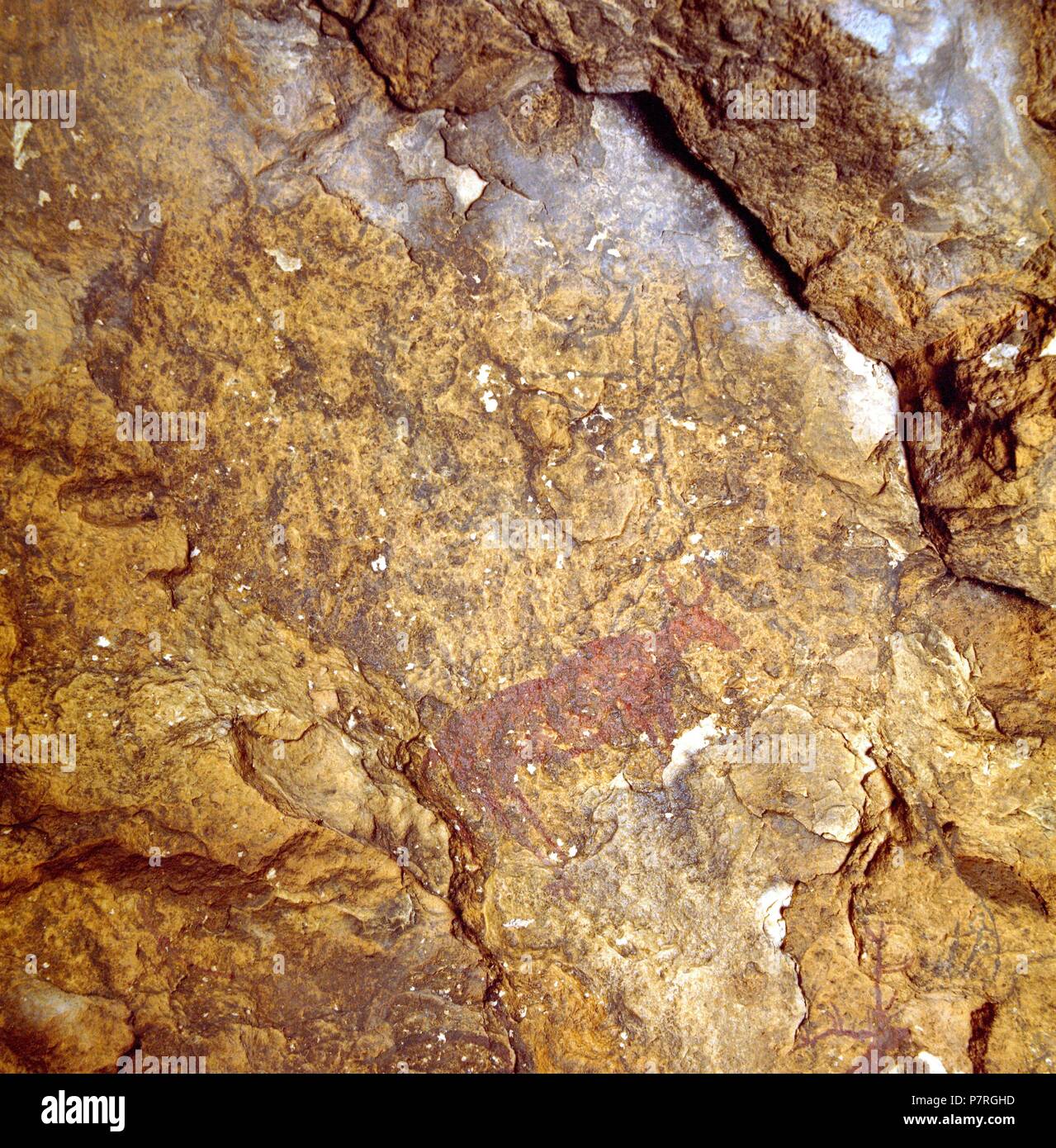 CUEVA DE LOS LETREROS (93), PINTURAS RUPESTRES, ARTE FIGURATIVO, ANIMALES CAPRIDOS, CERVIDOS Y BOVIDOS (CABRAS, CIERVOS Y TOROS)  . ALMERÍA, ANDALUCIA, ESPAÑA. Stock Photo