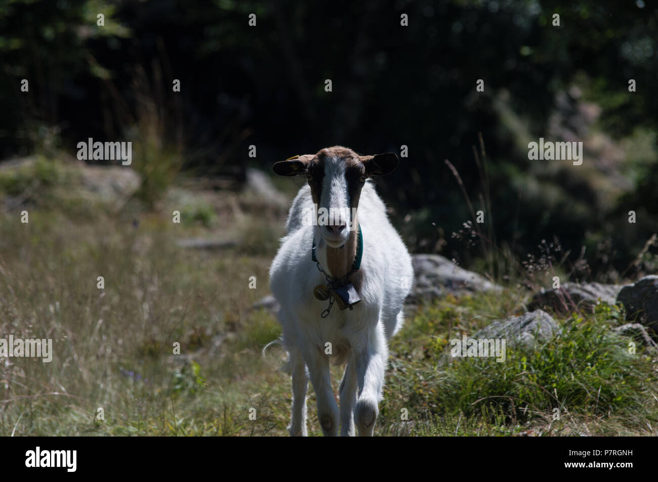 Goat photographed on Piedmont's mountains, Italy. Capra fotografata sulle montagne del Lago Maggiore, Piemonte, Italia Stock Photo