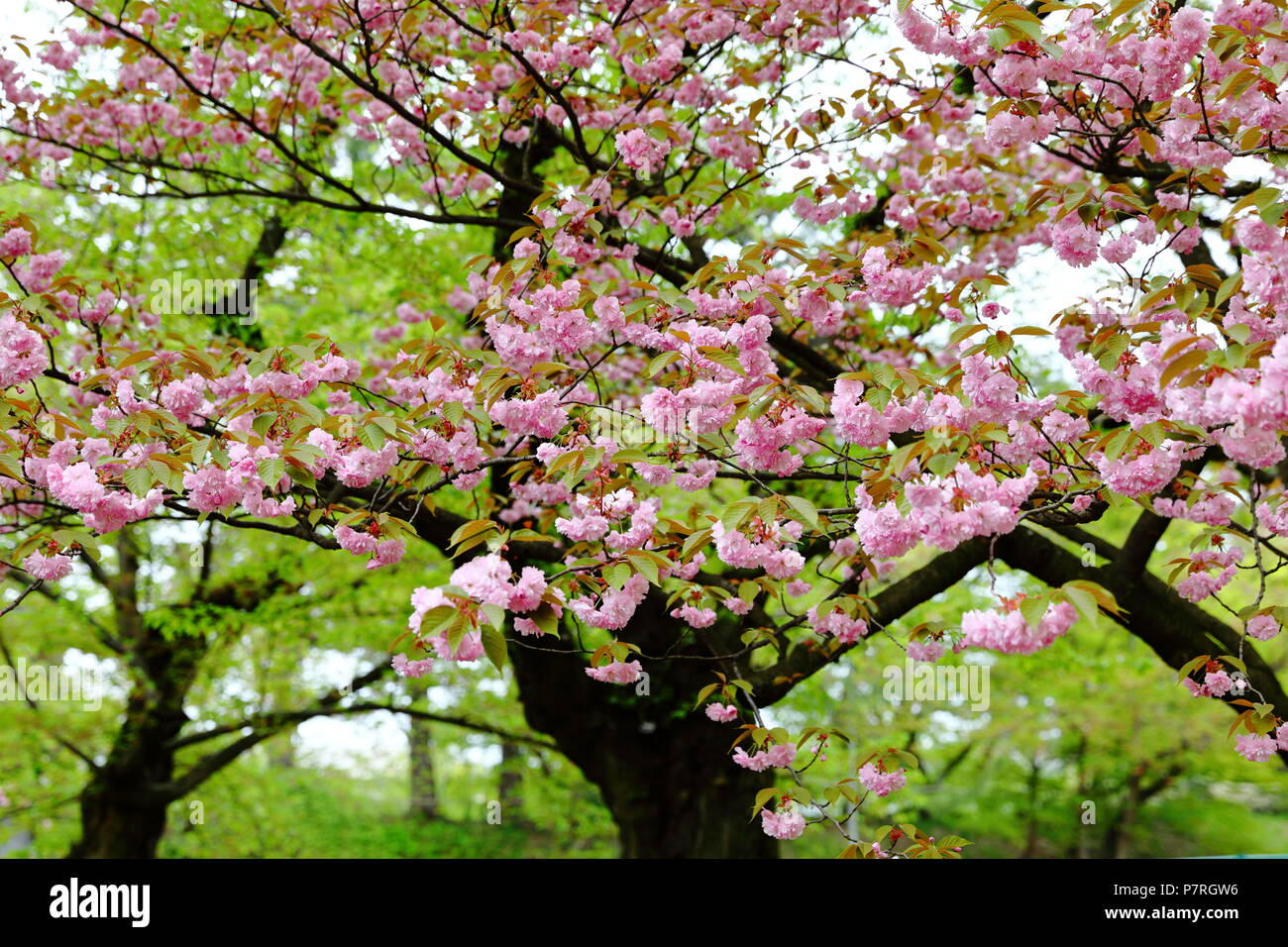 Beautiful pink cherry blossom sakura in spring time Stock Photo - Alamy