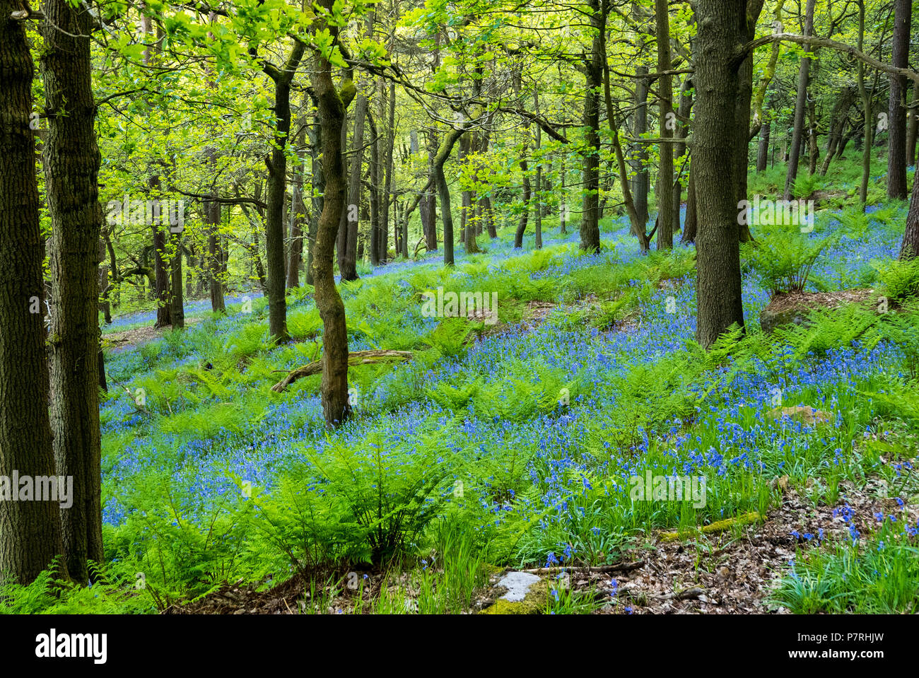 Woodland floor flora hi-res stock photography and images - Alamy
