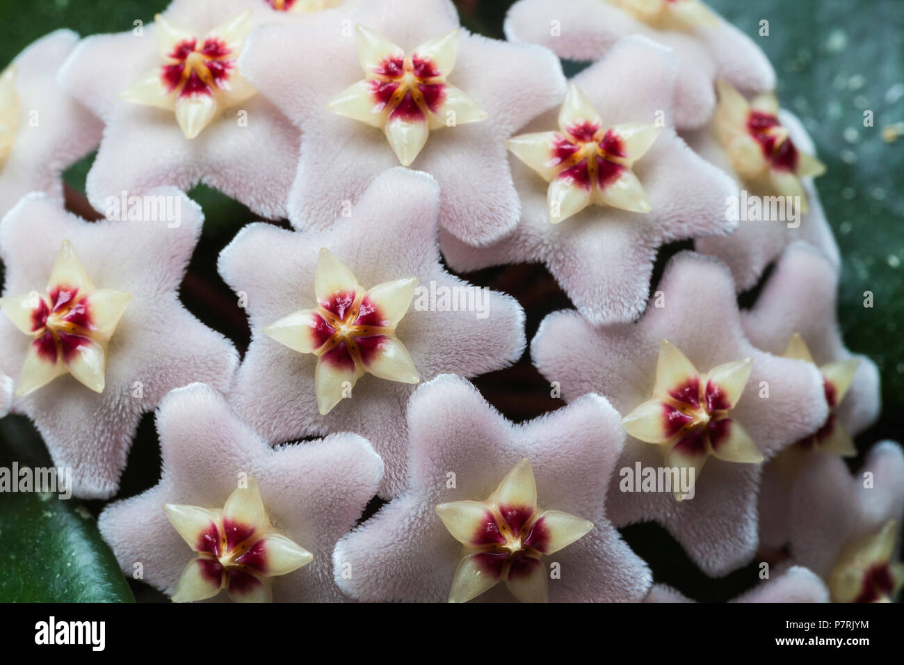 Hoya Carnosa flower cluster Stock Photo