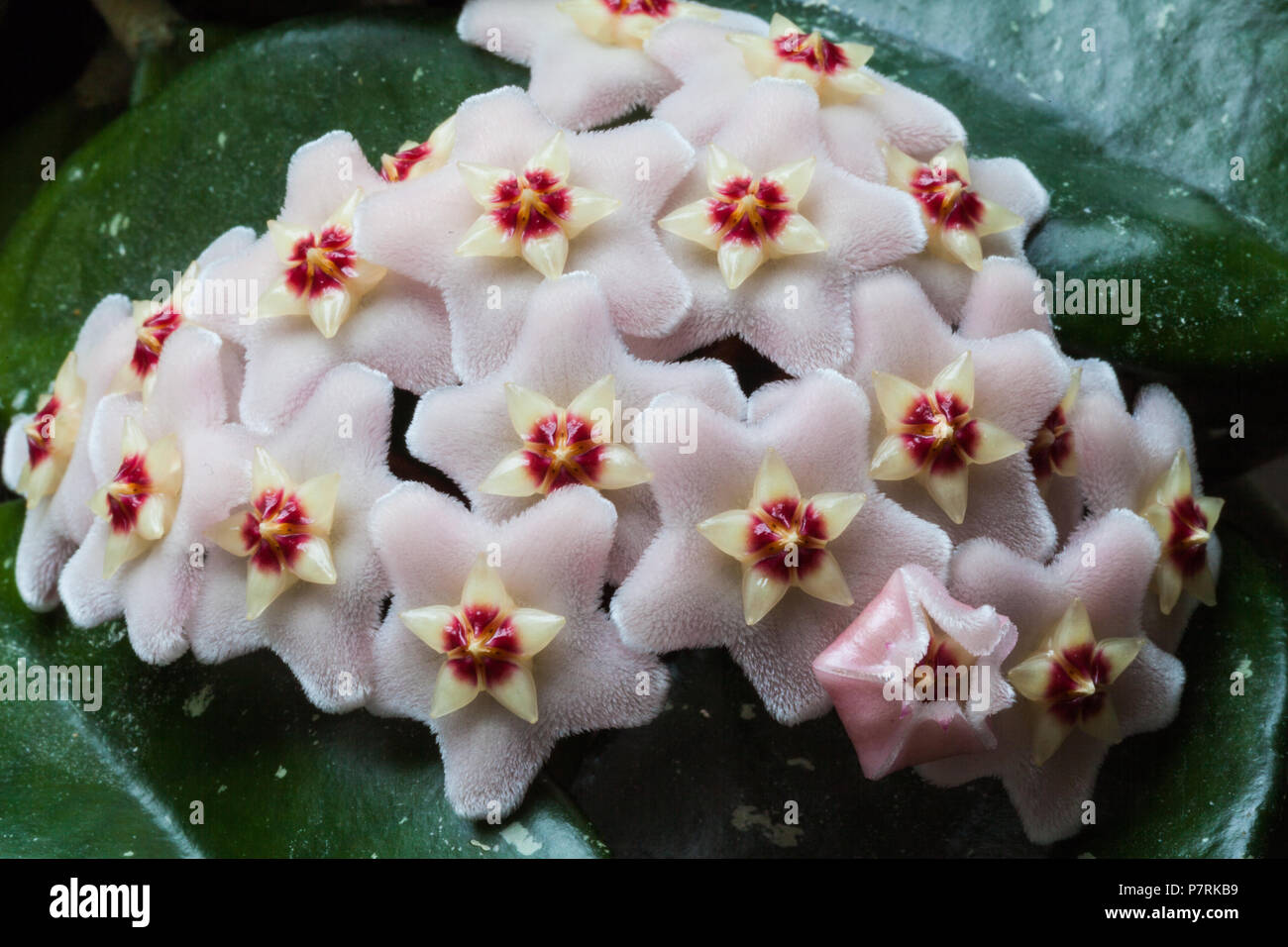 Hoya Carnosa flower cluster Stock Photo