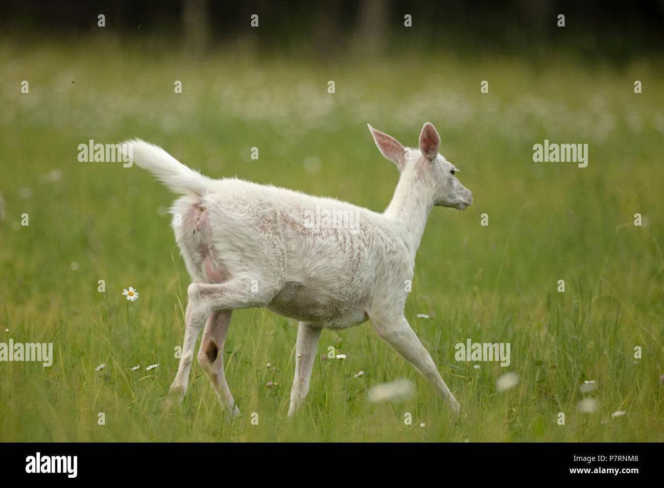 White white-tailed deer (Odocoileus virginianus), New York, leucistic doe, (female) Stock Photo