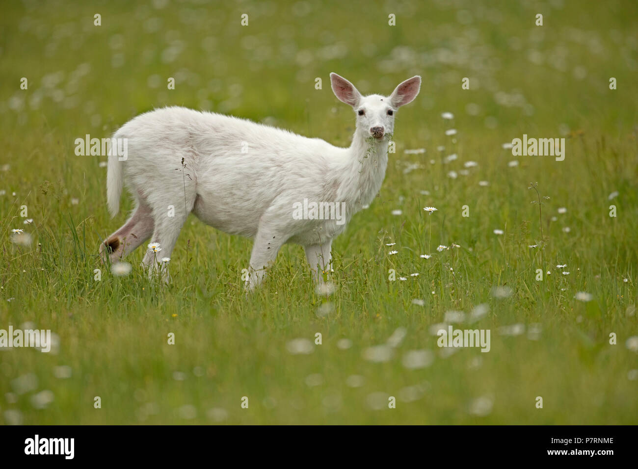 White white-tailed deer (Odocoileus virginianus), New York, leucistic doe, (female) Stock Photo