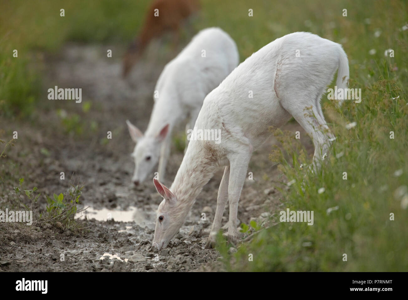 White white-tailed deer (Odocoileus virginianus), New York, leucistic does, (female), drinking Stock Photo