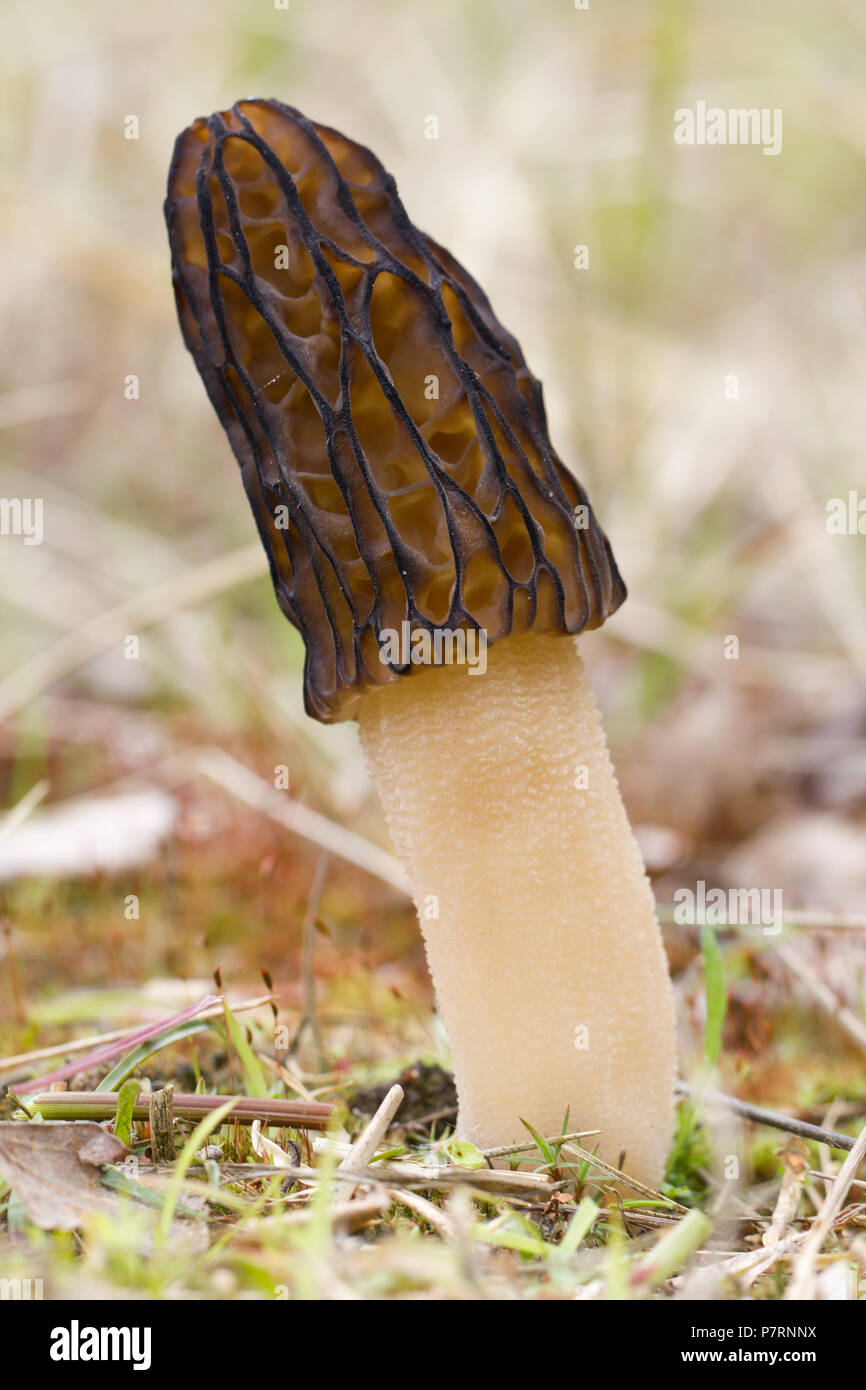 Black pit spring hi-res stock photography and images - Alamy