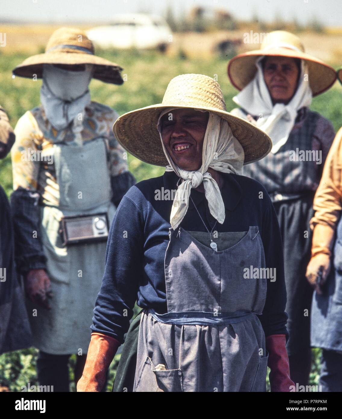 Campesinas en la recolección de la remolacha azucarera. Provincia de Ciudad Real. Años 70. Stock Photo