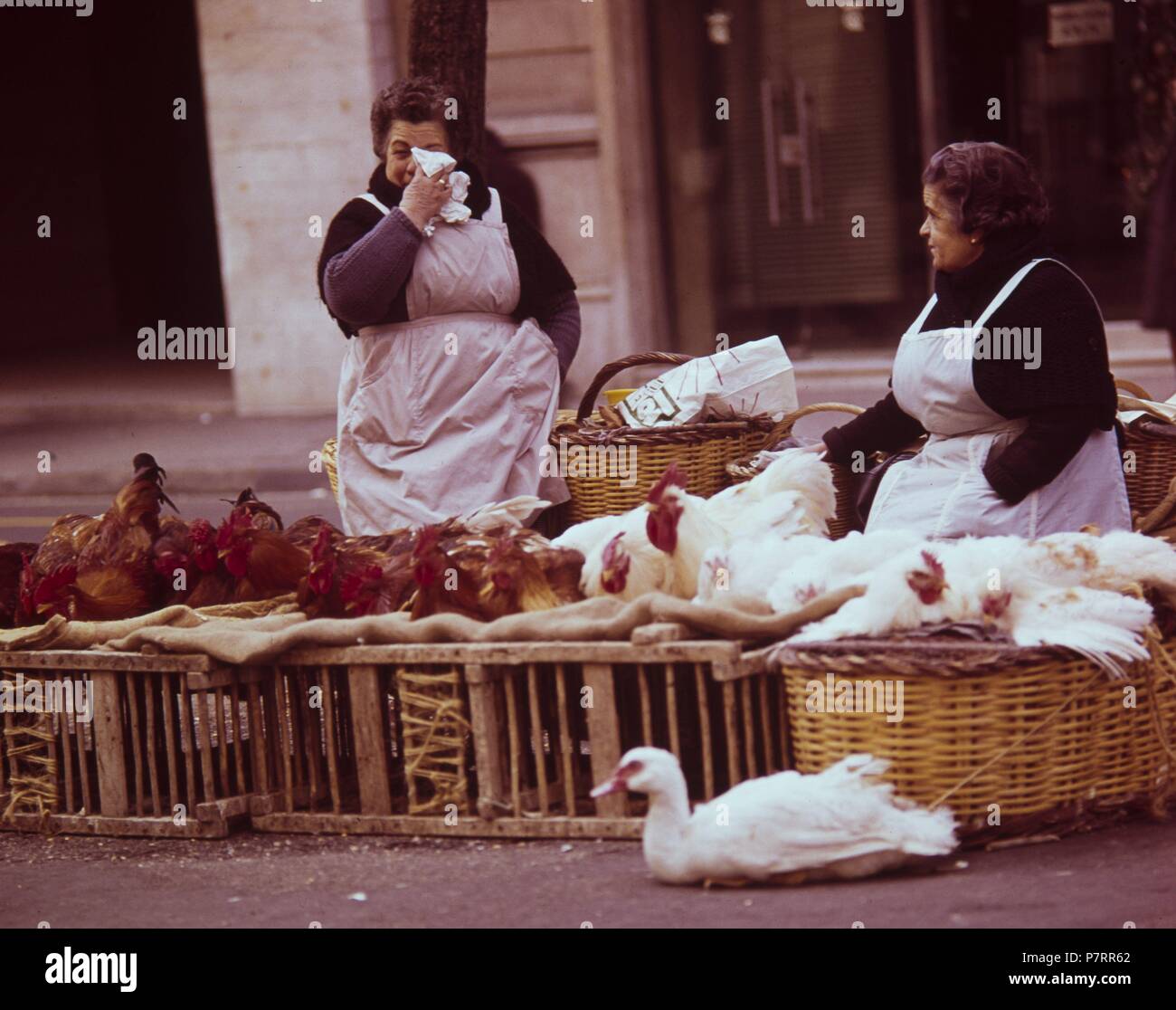 Vendedoras de aves en la feria de Santo Tomás en Barcelona. Años 70 Stock  Photo - Alamy