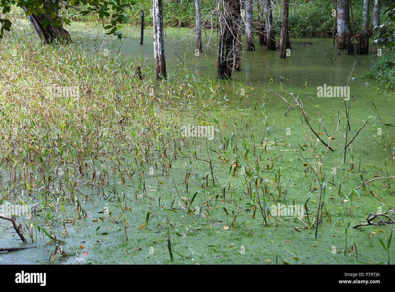Swamp somewhere in Calakmul Biosphere Reserve, Yucatan peninsula, Campeche, Mexico. Stock Photo