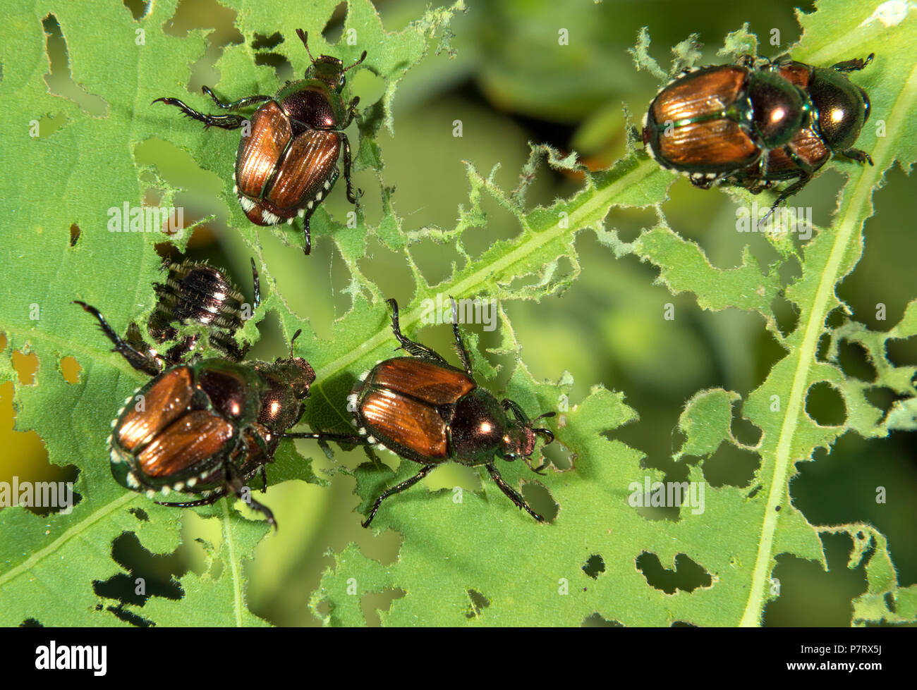 Japanese beetles (Popillia japonica) eating a physalis leaf, Iowa, USA Stock Photo