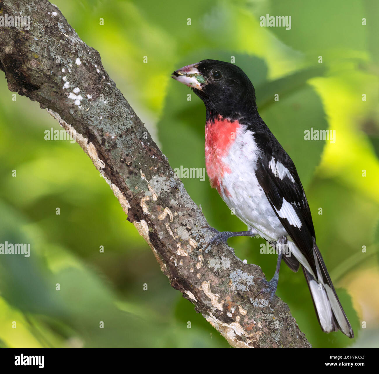 Male Rose-breasted grosbeak (Pheucticus ludovicianus), Iowa, USA Stock Photo