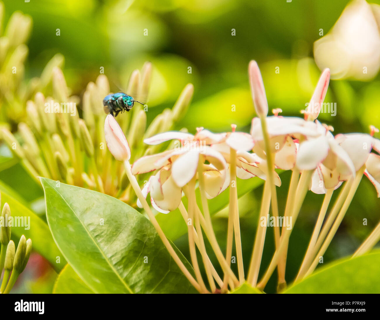 Rare Blue Bee On Flower Stock Photo