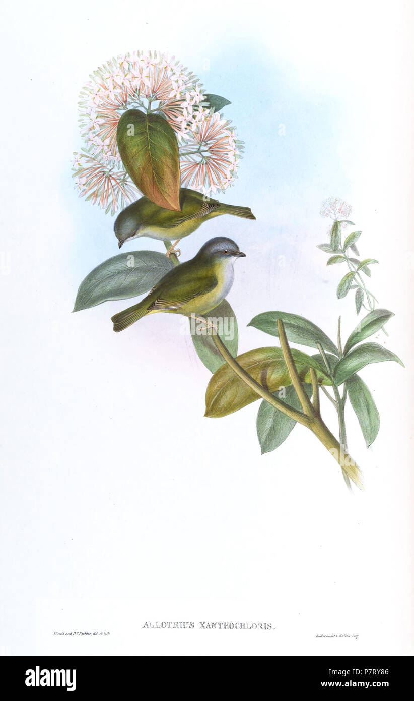Allotrius xanthochloris = Pteruthius xanthochlorus[1] . between 1850 and 1883 18 AllotriusXanthochlorisGould Stock Photo