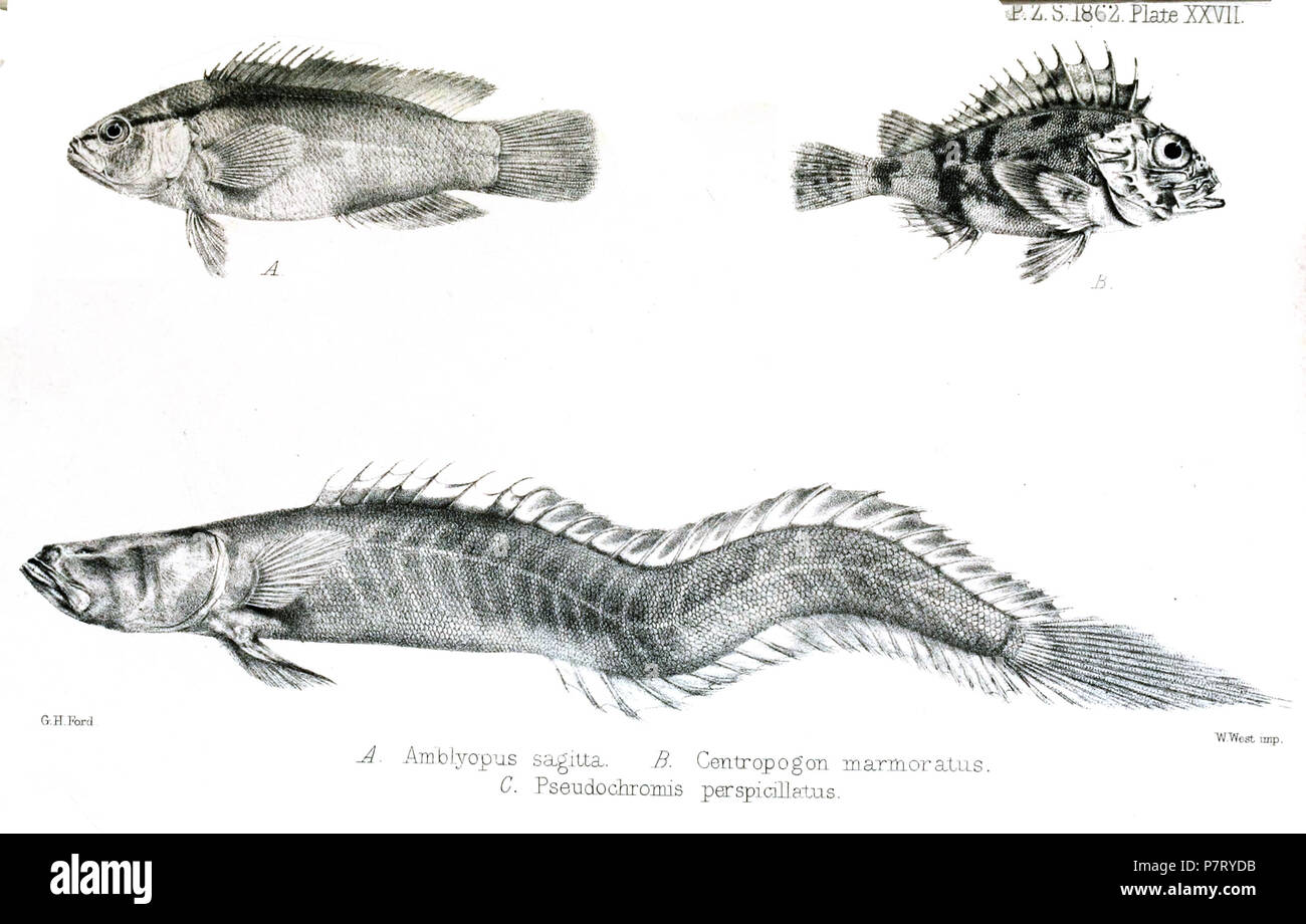 [A.] Pseudochromis perspicillatus = Pseudochromis perspicillatus Günther, 1862 B. Centropogon marmoratus = Centropogon marmoratus Günther, 1862 [C.] Amblyopus sagitta = Gobioides sagitta (Günther, 1862) English: Southeast Asian Blackstripe Dottyback (top left); Marbled Fortescue (top right) . 1862 (published 1863) 19 AmblyopusFord Stock Photo