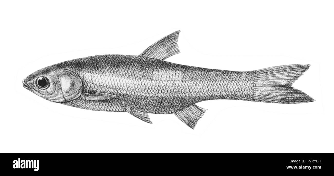 The species names / identity need verification - original names from plate are included here. The original plates showed the fishes facing right and have been flipped here. Amblypharyngodon microlepis . 1878 19 Amblypharyngodon microlepis Day 135 Stock Photo