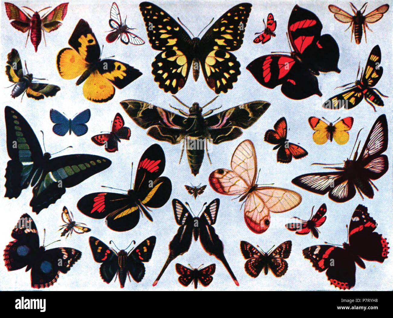 Doordeweekse dagen plotseling onaangenaam English: Color montage of a variety of unidentified butterflies and moths.  published 1920 20 Americana 1920 Butterfly - Butterflies and Moths (color  Stock Photo - Alamy