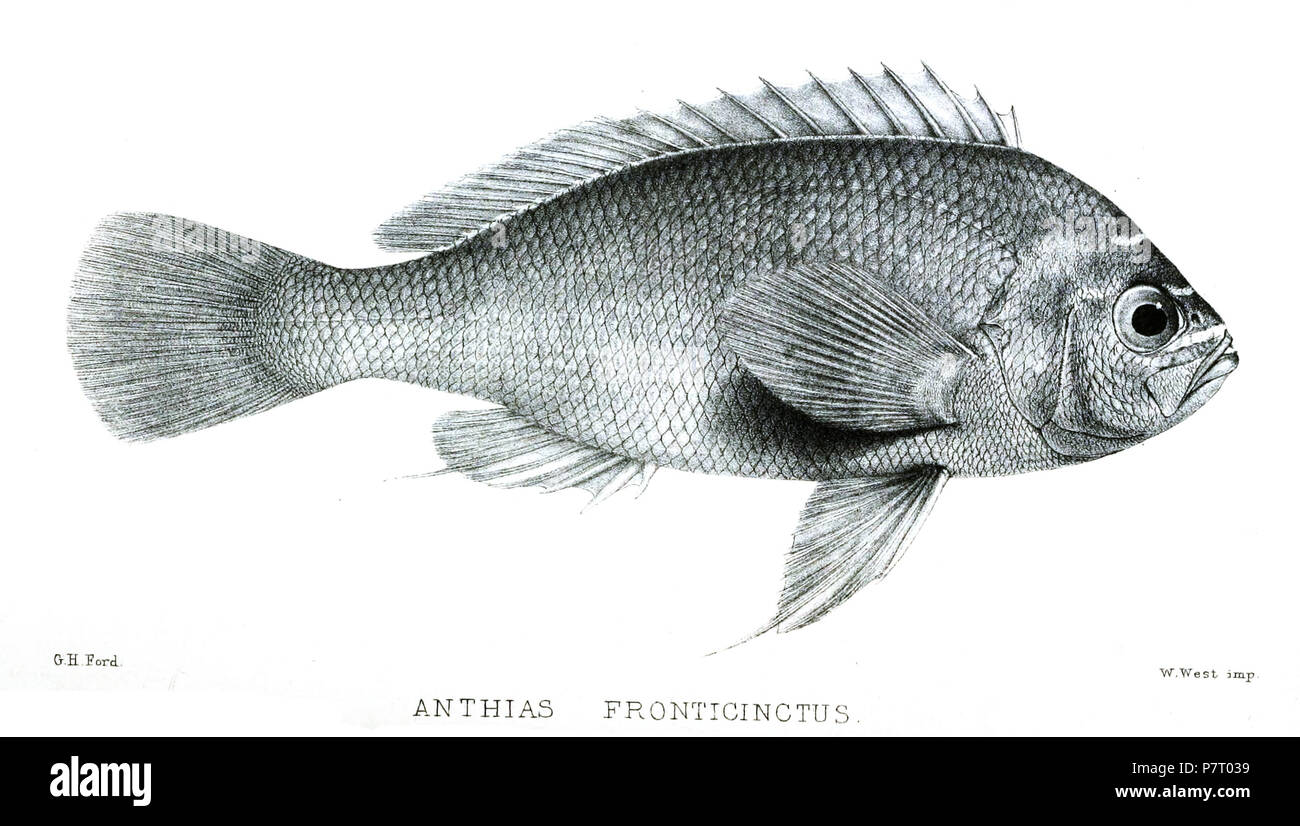 Anthias fronticinctus = Holanthias fronticinctus (Günther, 1868) English: St. Helena Seaperch . 1868 (published 1869) 23 AnthiasFronticinctusFord Stock Photo