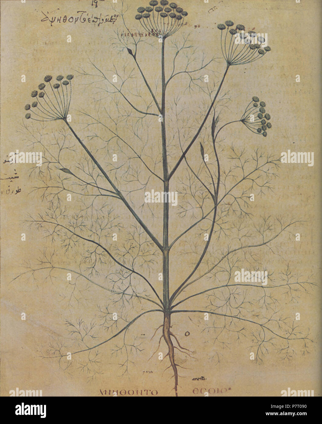 De materia medica dioscorides hi-res stock photography and images - Alamy