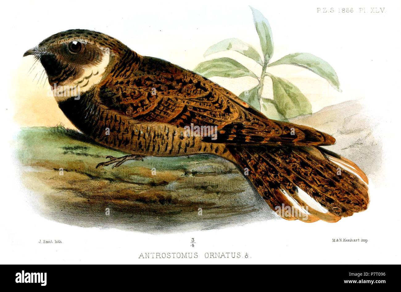 Antrostomus ornatus = Antrostomus rufus rutilus Burmeister, 1856,  English: Rufous Nightjar, adult male . 1866 (published 1867) 24 AntrostomusOrnatusSmit Stock Photo