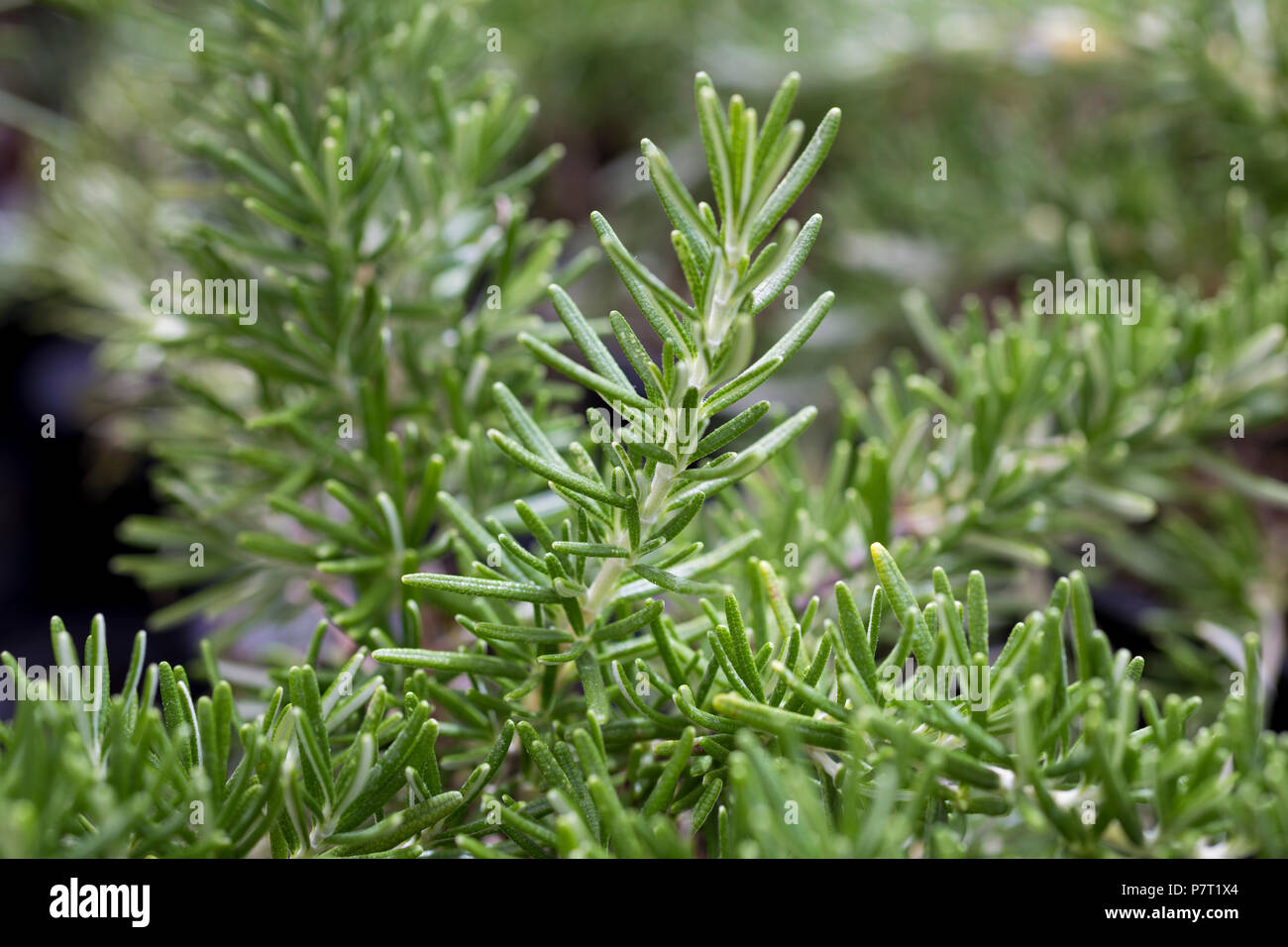 Prostratus rosemary hi-res stock photography and images - Alamy