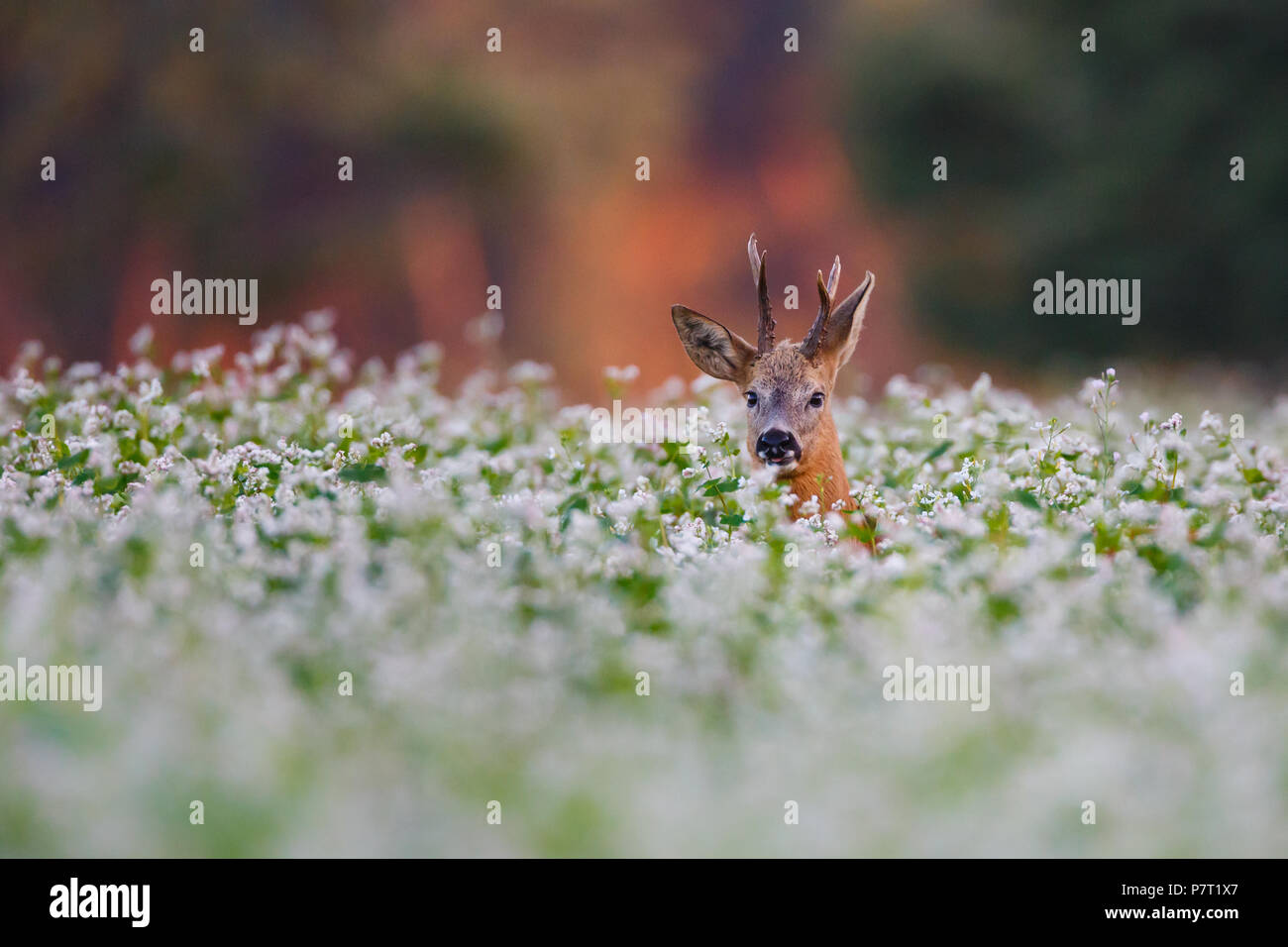 roe deer in a field of flowers Stock Photo