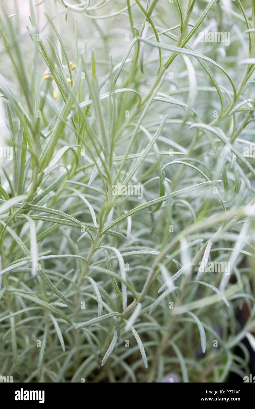 Helichrysum italicum Stock Photo