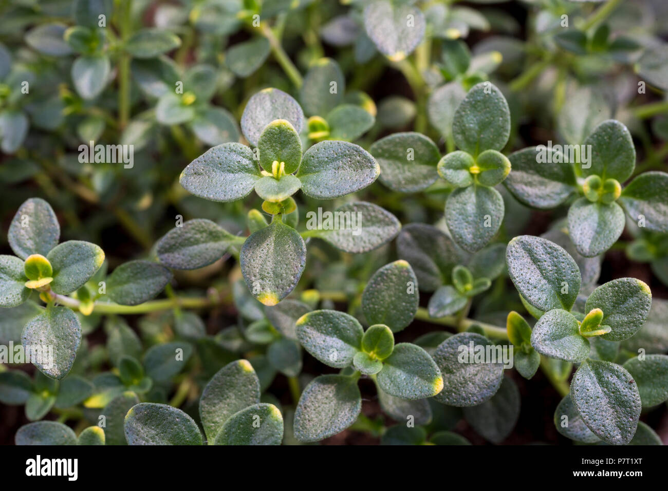 Thymus citriodorus 'Doone Valley' Stock Photo