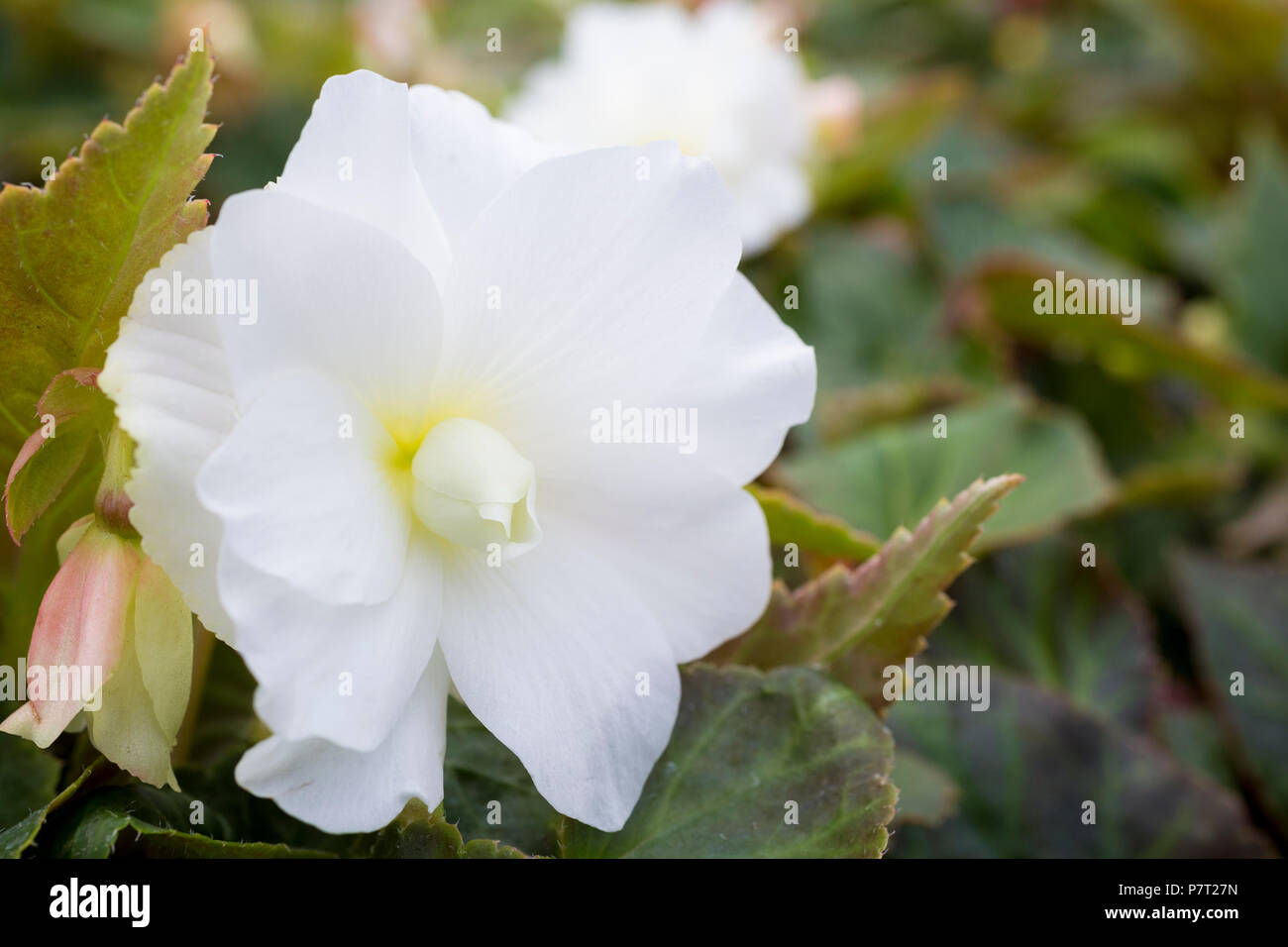 Begonia 'Illumination White' Illumination Series Stock Photo