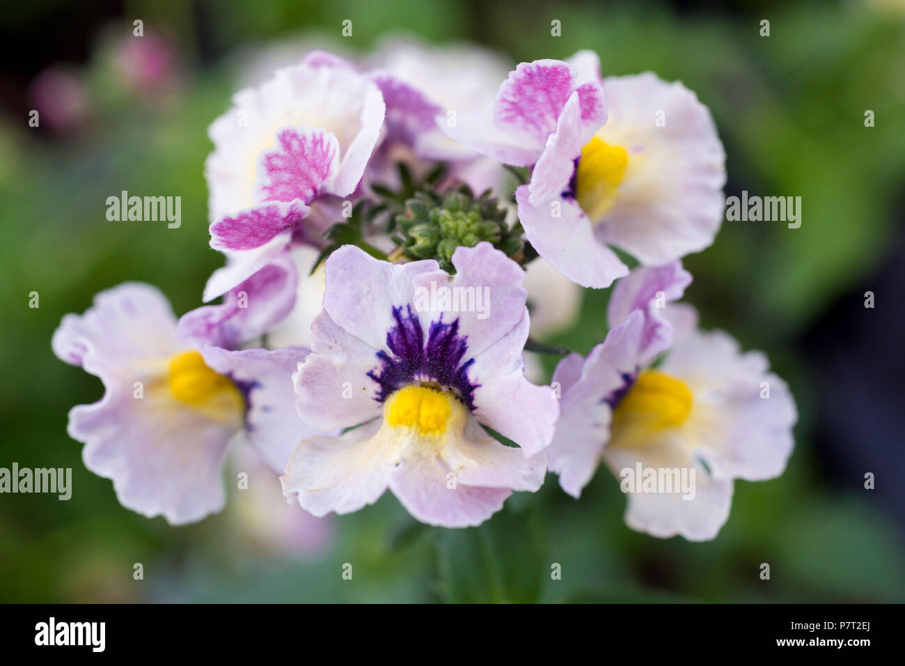 Nemesia 'Banana Punch' Nesia series Stock Photo Alamy