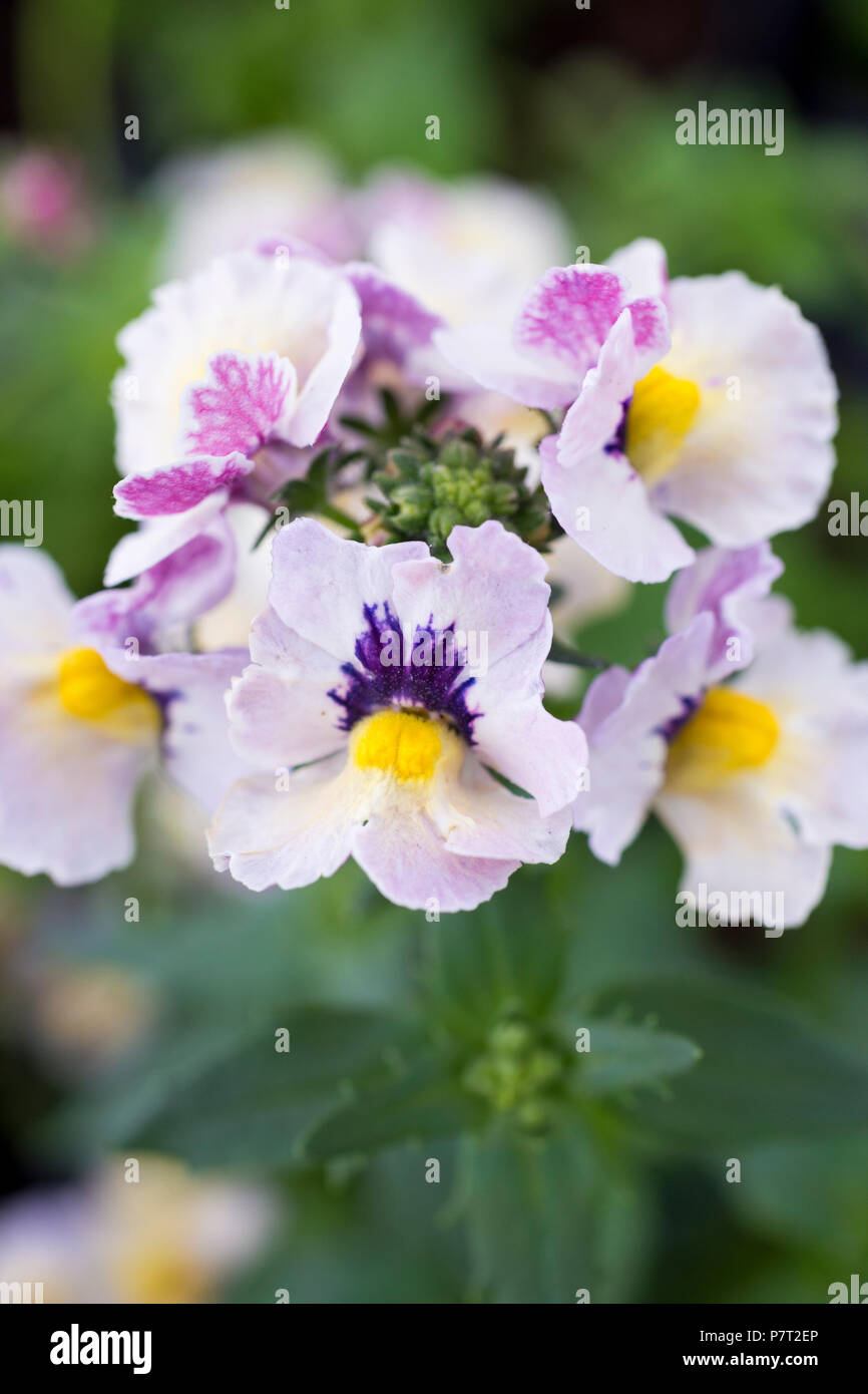 Nemesia nesia 'Banana Punch' Stock Photo Alamy