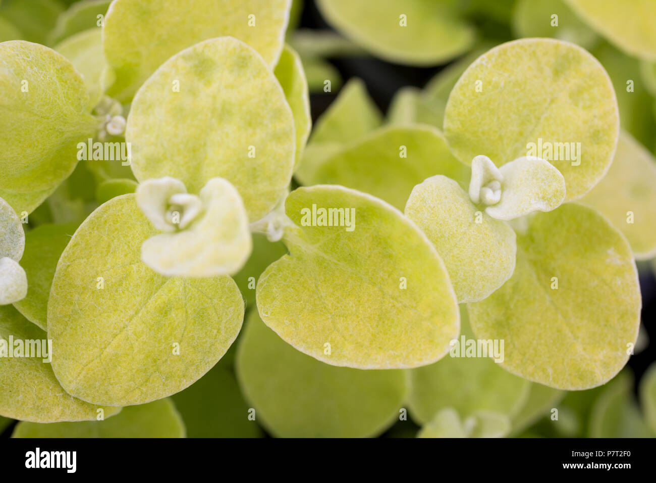 Helichrysum petiolare 'Limelight' Stock Photo