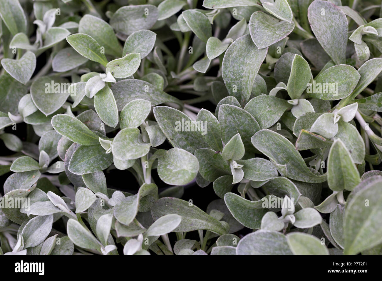 Helichrysum petiolare 'Moes Silver' Stock Photo